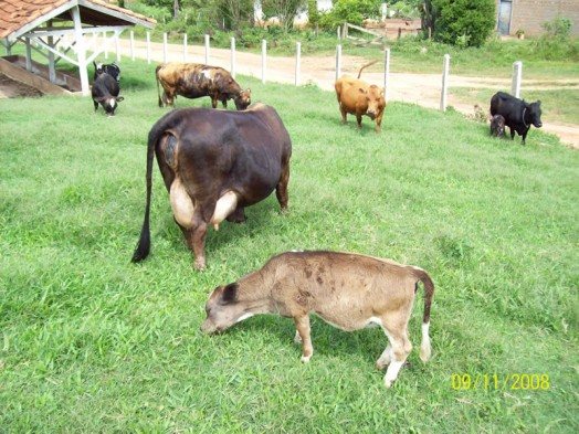 Fazendinha do Tio Claudinho