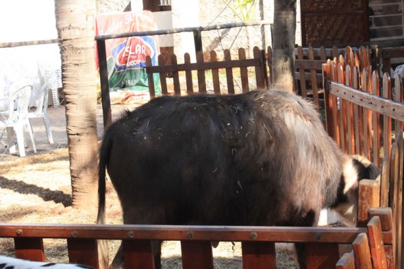 Fazendinha do Tio Claudinho