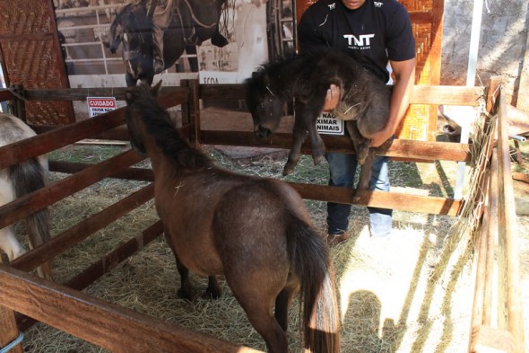 Fazendinha do Tio Claudinho