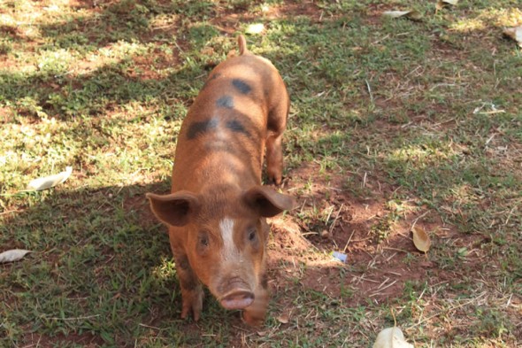 Fazendinha do Tio Claudinho