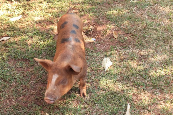 Fazendinha do Tio Claudinho