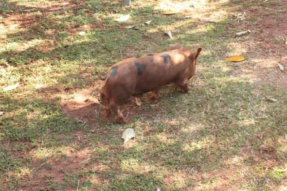 Fazendinha do Tio Claudinho