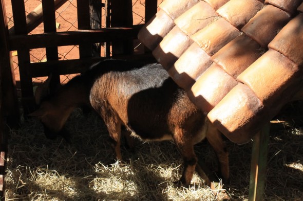 Fazendinha do Tio Claudinho